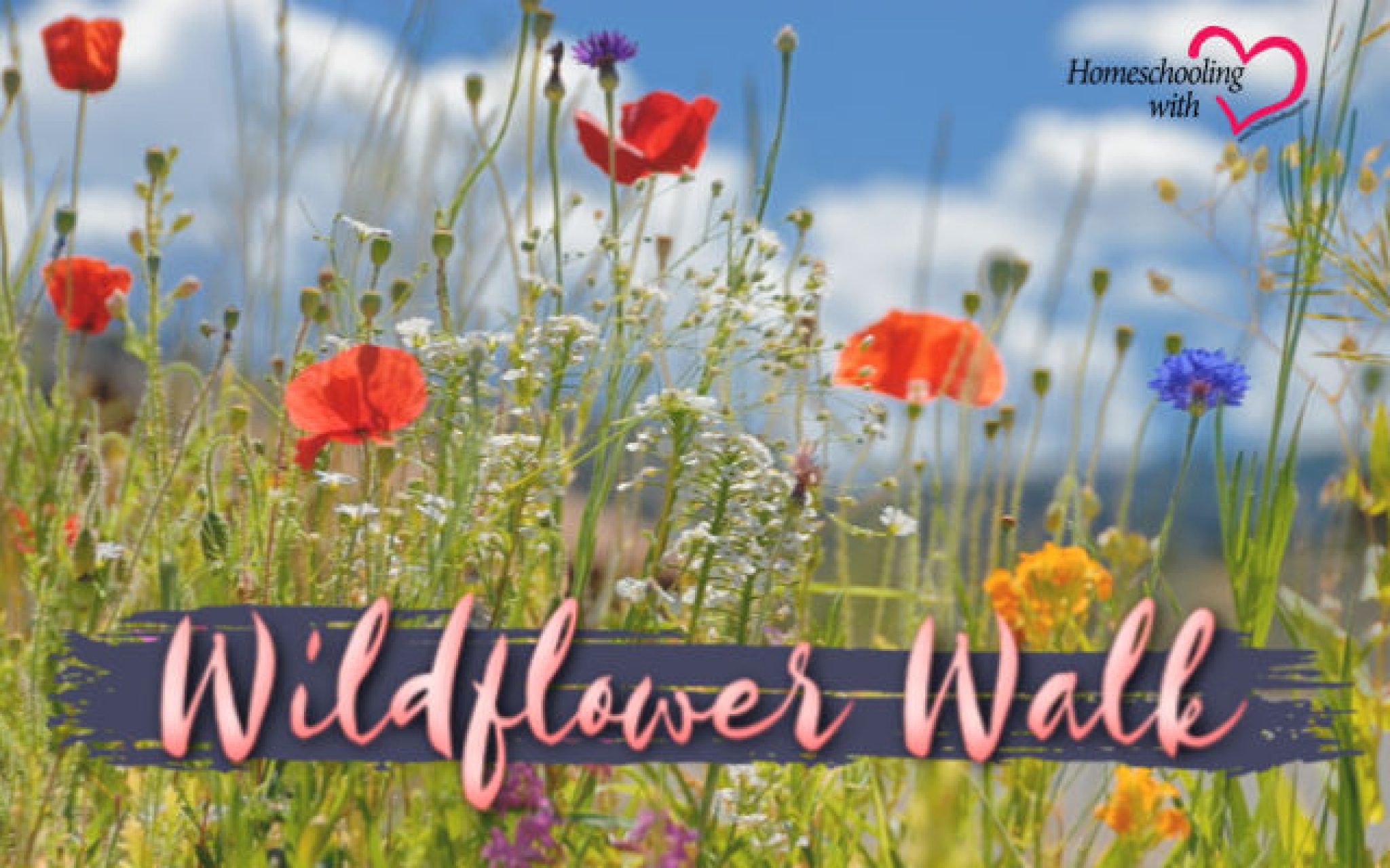 Let's Go on a Wildflower Walk! Jenny Underwood